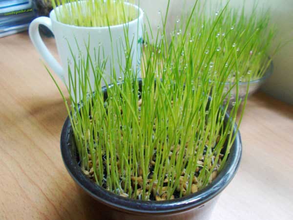 Cây Mầm Xanh